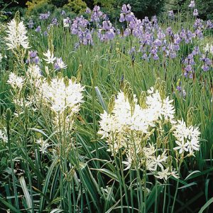 Camassia leichtlinii ‘Alba’