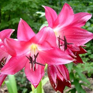 Crinum ELLEN BOSANQUET