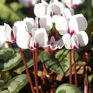 Cyclamen coum ‘Album’