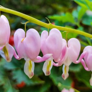 Dicentra CUPID