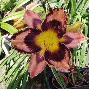 Hemerocallis SIMMONS OVERTURE 500