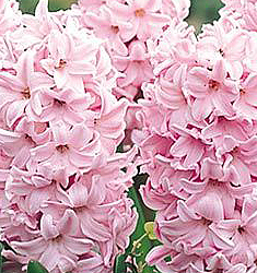 Hyacinthus orientalis FONDANT