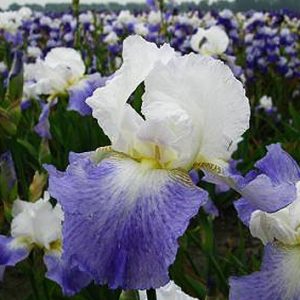 Iris germanica MISSION RIDGE