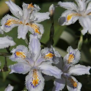 Iris (v) japonica