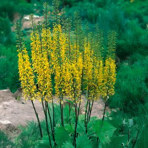 Ligularia przewalskii