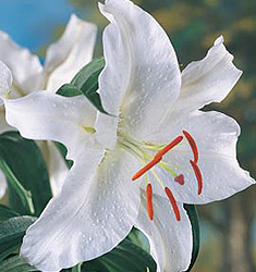 Lilium (orientale)  CASABLANCA
