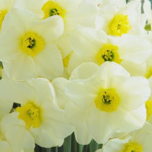 Narcissus – Div. 03 (parvocoronati) MINT JULEP 3 Y-GYY