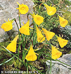 Narcissus – Div. 10 (bulbocodium) GOLDEN BELLS  10 Y-Y