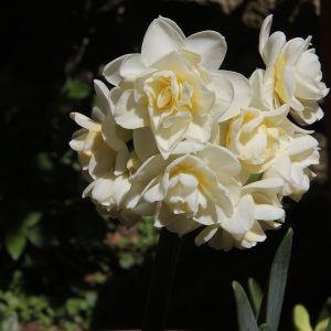 Narcissus – Div. 04    (doppi) ERLICHEER  4 W-YWW