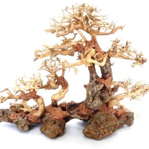 Whimar – Decor Family Bonsai Wood