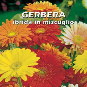 GERBERA IBRIDA IN MISCUGLIO